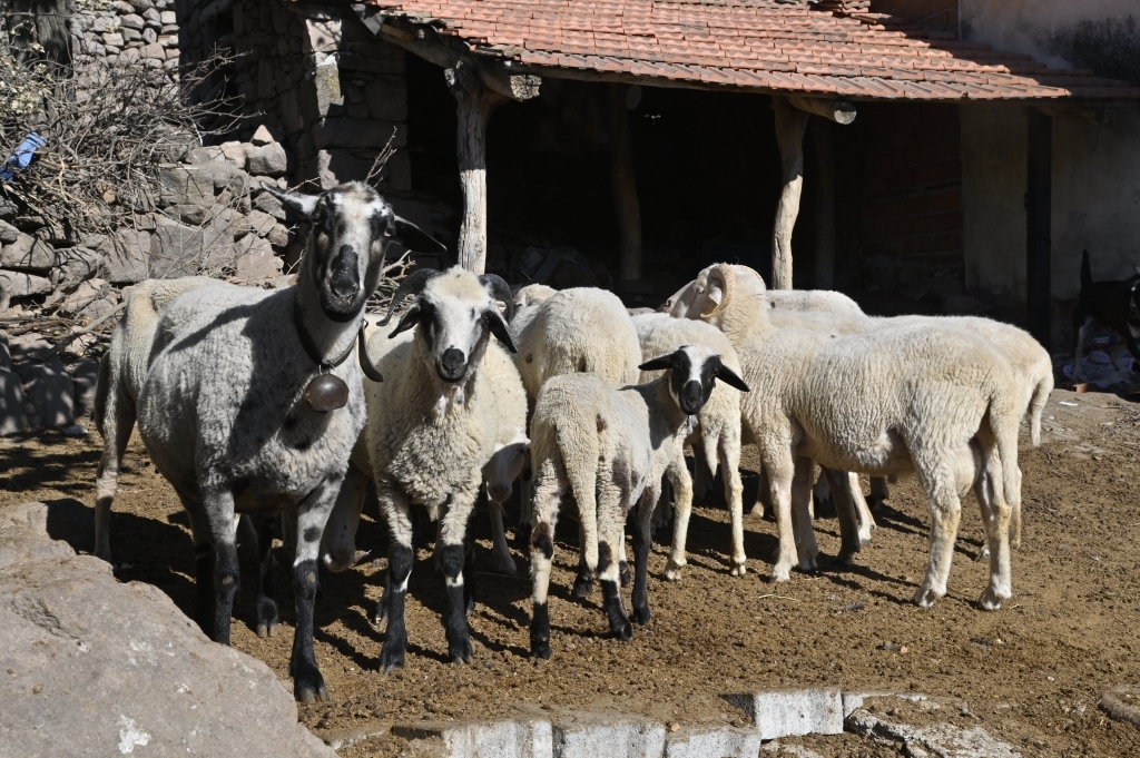 Manisa'da Mavi Dil Hastalığına Karşı Kapsamlı Çalışma2