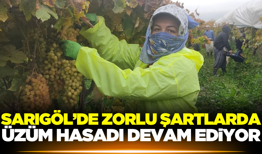 Sarıgöl'de Üzüm Hasadına Yağmurda Engel Olamadı