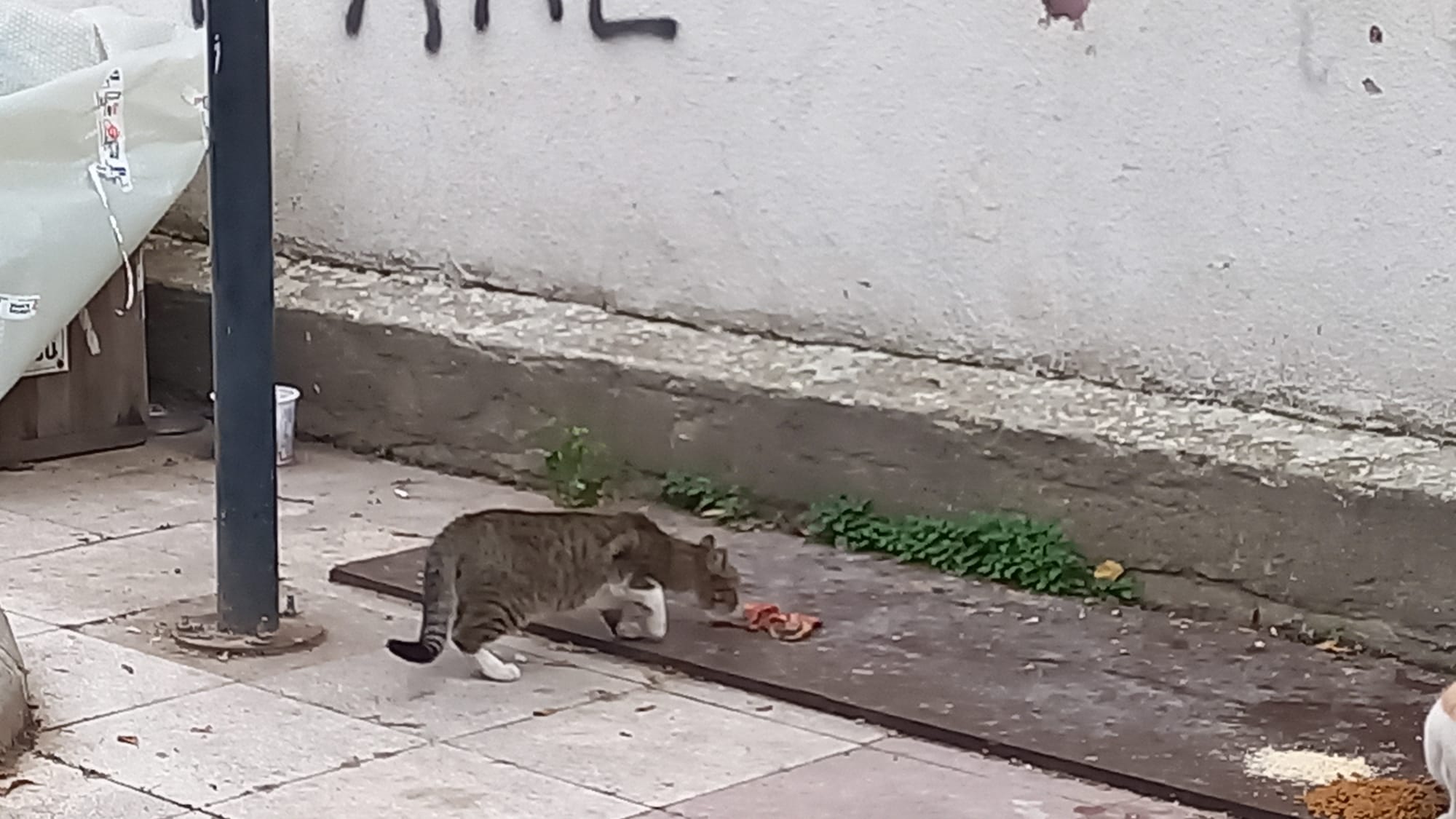 Manisa'da Ilginç Olay (4)