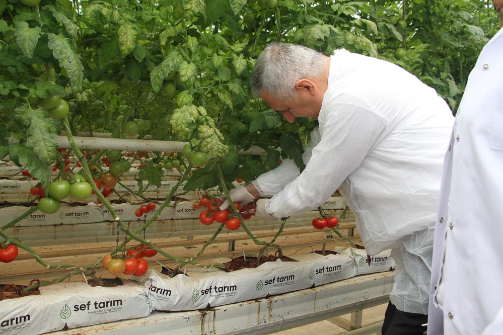 Jeotermal serada yılın ilk hasadı yapıldı