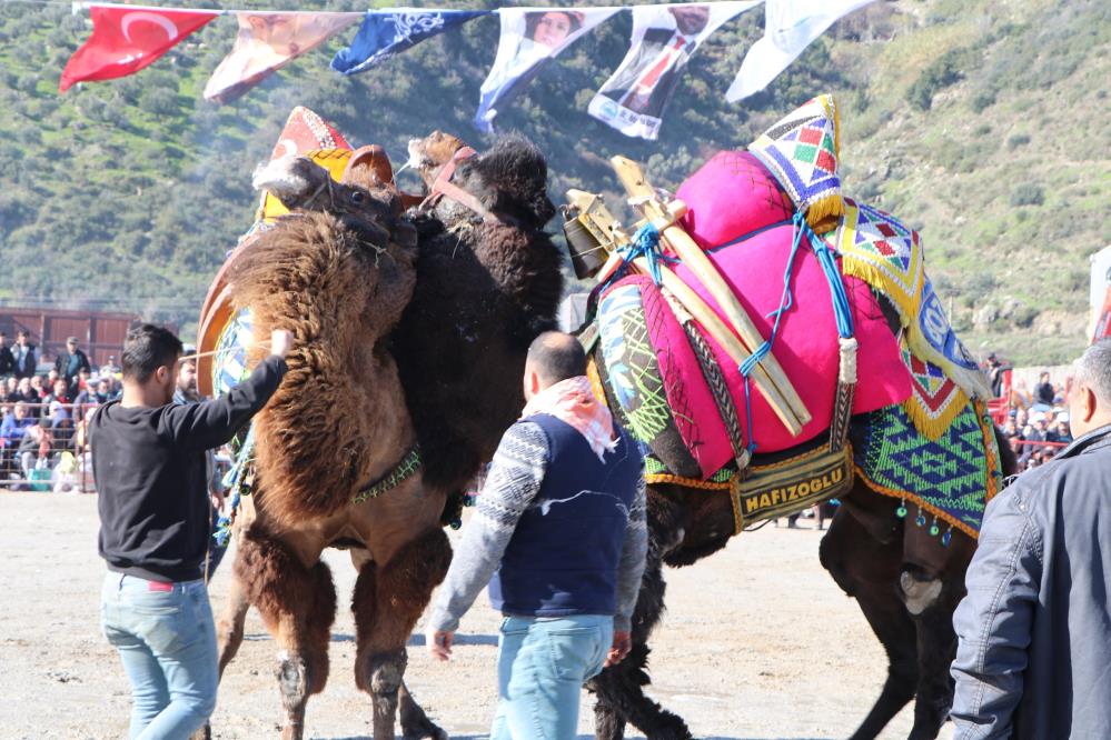 Söke'de 10. Geleneksel Deve Güreşi Festivali coşkulu geçti!