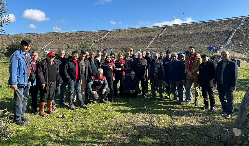 Zeytin Ağacı Nasıl Budanır Uzmanı Anlattı 1
