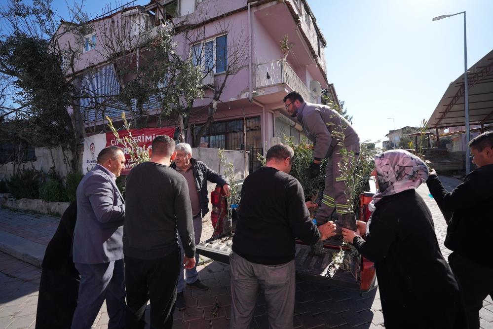 Denizli Büyükşehirden zeytin fidanı seferberliği-1
