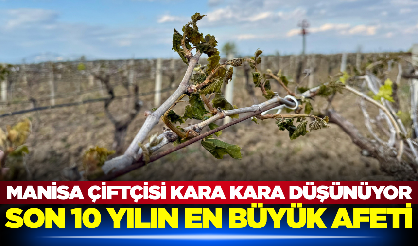 Manisa Bağlarında Büyük Don Felaketi Milyarlarca Liralık Zarar Kpak