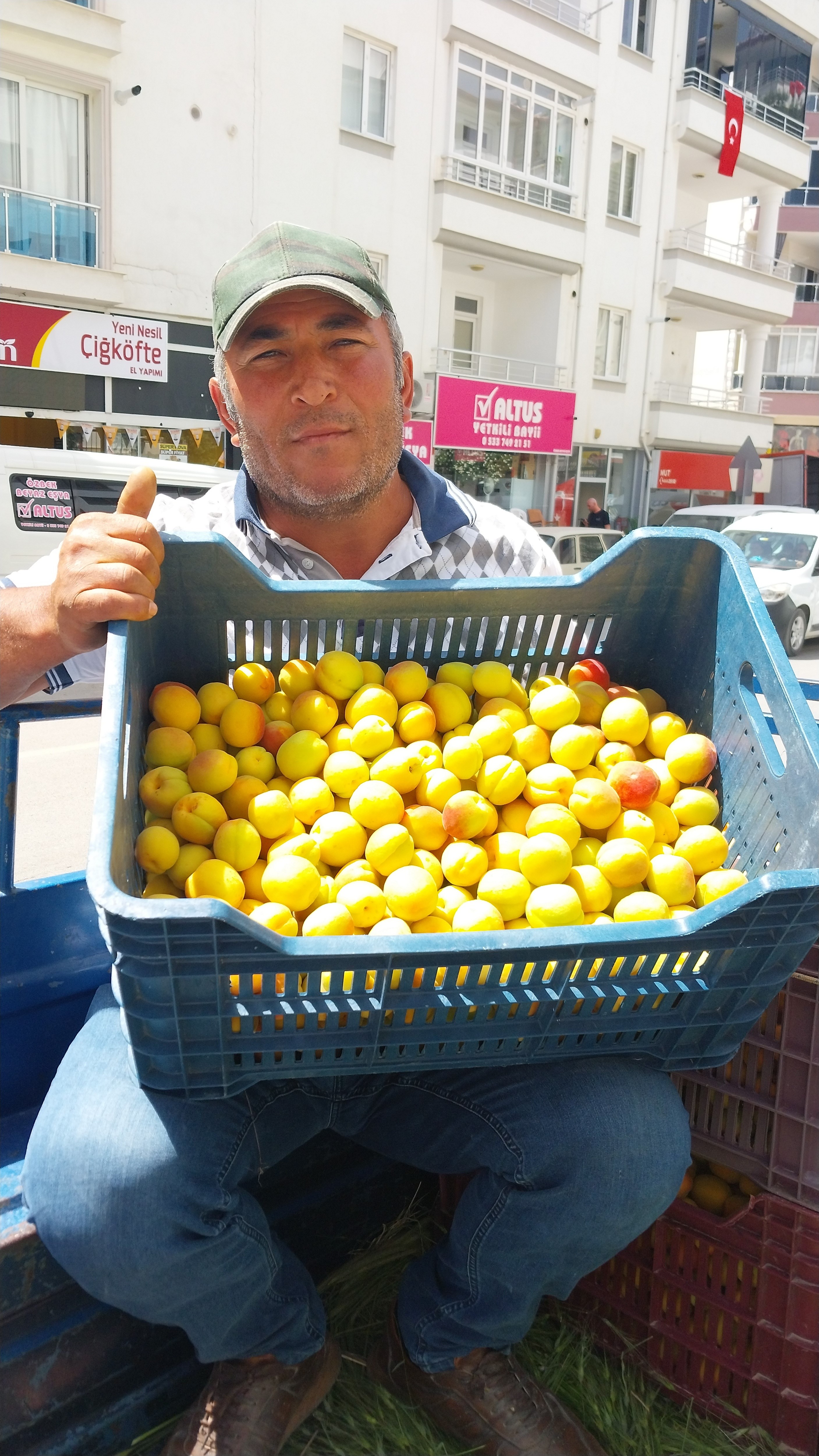 Sezonun İlk Kayısısı Toplandı (2)