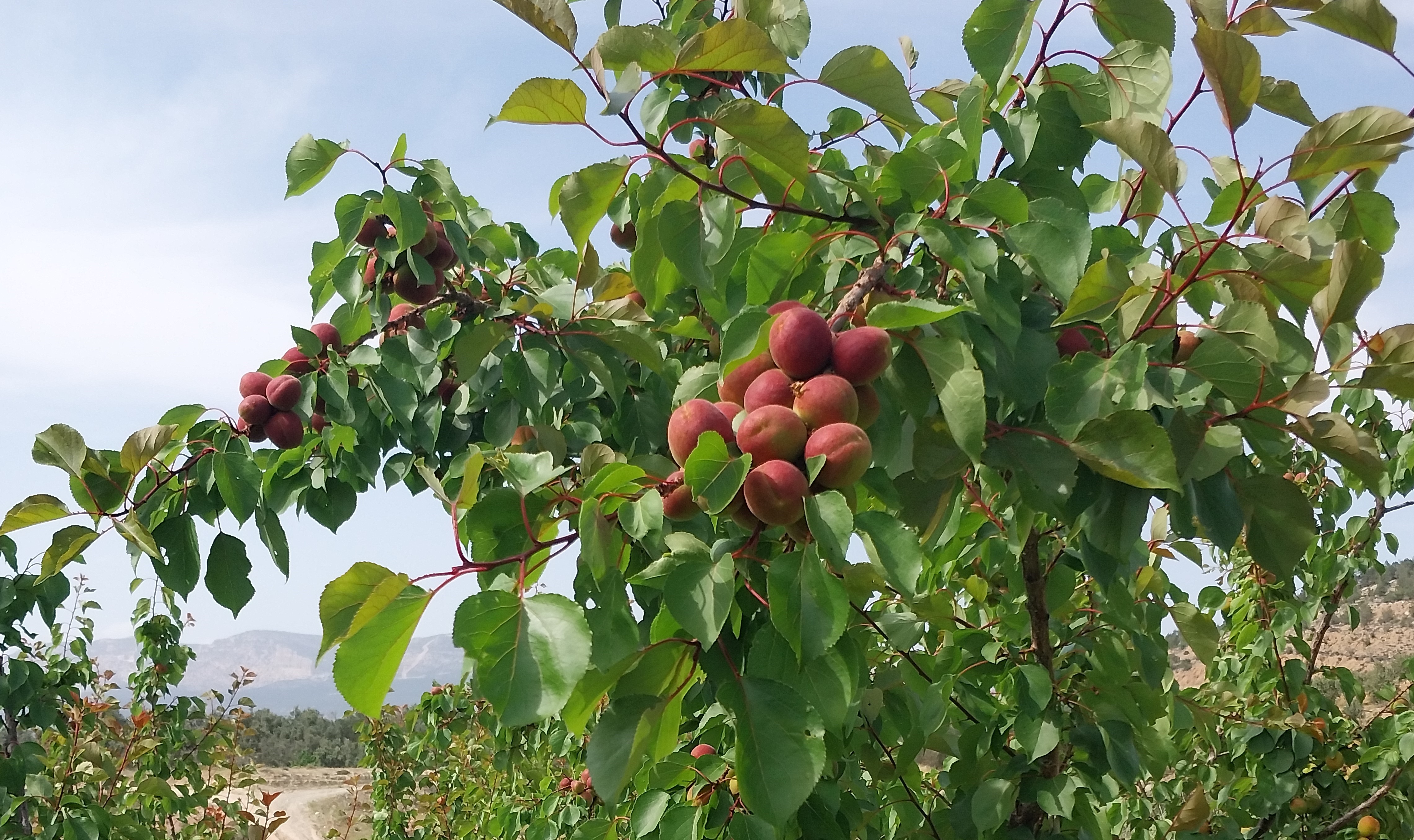 Sezonun İlk Kayısısı Toplandı (4)