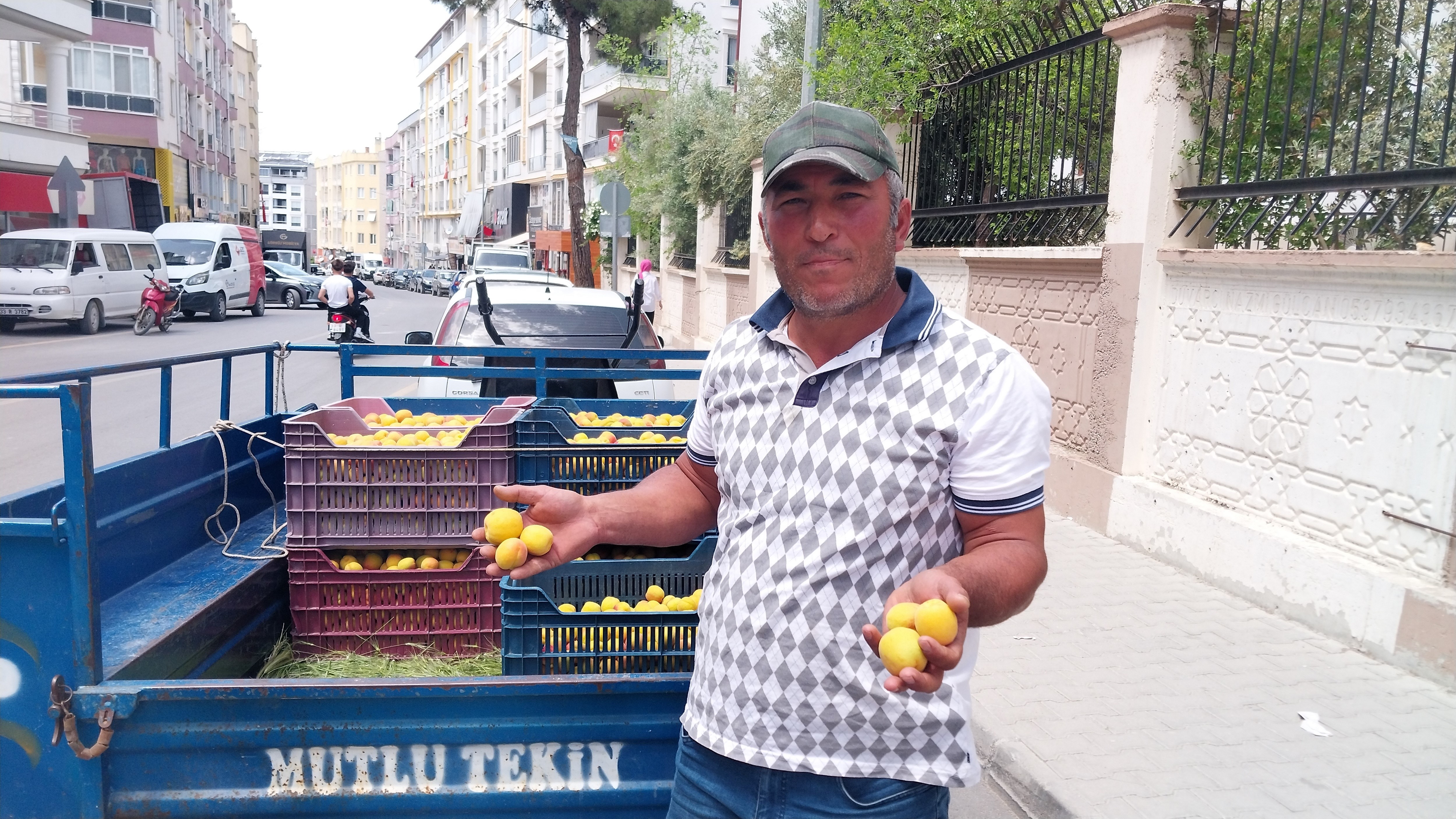 Sezonun İlk Kayısısı Toplandı (5)